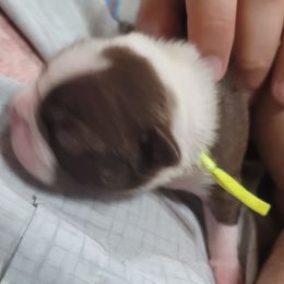 Tilly - Red female Boston Terrier puppy in Galveston, Indiana from Amanda's Terriers