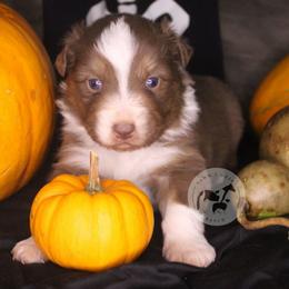 Pumpkin Spice - Red tri-color female Australian Shepherd puppy in Colorado Springs, Colorado from Dawn 2 Dusk Ranch