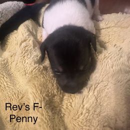 Penny - White black and tan female Rat Terrier puppy in Lodi, California from Top Shelf Rat Terriers