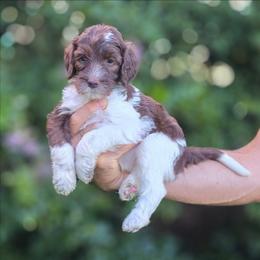 Teal Collar girl (Cobbler) - Parti female Labradoodle puppy in Granite Falls, North Carolina from Carolina Goldendoodles