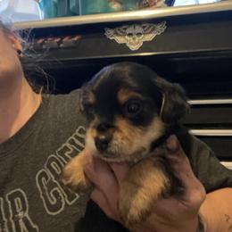 Leo - Black and tan male Yorkshire Terrier puppy in Taylorsville, North Carolina from Mountain Top Hot Tailz