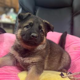 Mr.Tan - Sable male German Shepherd puppy in Berlin, Wisconsin from Gypsy Miracle Kennels