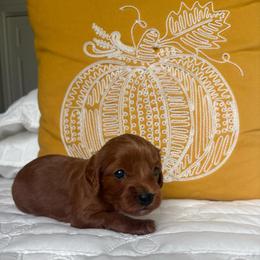 Autumn - Brown female Cavapoo puppy in Gap, Pennsylvania from Coles Cavapoo’s