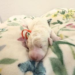 Finnegan (Finn) (orange collar) - Parti male Poodle puppy in Surprise, Arizona from Gentle Paw Goldendoodles