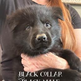 Black collar - Black male German Shepherd puppy in Canterbury, Connecticut from Nachtwaechter German Shepherds, LLC