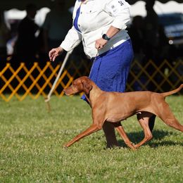Vizslas from Powerline Vizslas