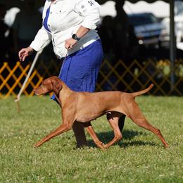 Vizslas from Powerline Vizslas