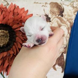 Debbie - White female Pomeranian puppy in St. Louis, Missouri from Saint Louis Pomeranian babies