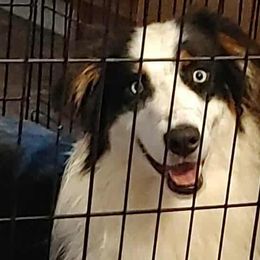 Apollo - Australian Shepherd