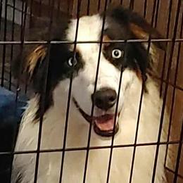 Apollo - Australian Shepherd