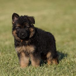 Orange Ribbon - Black and red male German Shepherd puppy in Howard City, Michigan from Sherman's Shepherds
