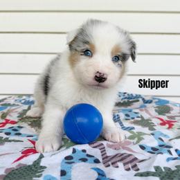Skipper - Blue merle male Australian Shepherd puppy in Kearney, Nebraska from Helix Aussies