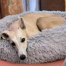 Whippet puppies from Amulet Charm