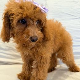 Millie - Red  female Poodle puppy in Queens, New York from Pawfect Soul Puppies