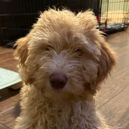 Birch - Brown male Bernedoodle puppy in Mint Hill, North Carolina from Ball-Y-Hoo Bernedoodles