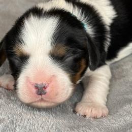 Tricia - Tri-color female Cavalier King Charles Spaniel puppy in Calhoun, Georgia from Cavis at Wryah Farm