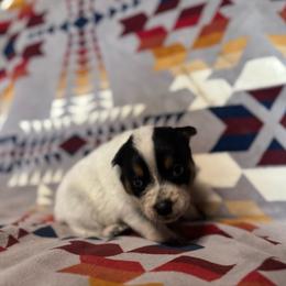 Girl 2 - Blue female Australian Cattle Dog puppy in Cottage Grove, Oregon from Heirloom Ranch