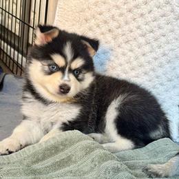 Nova - Tri-color female Pomsky puppy in Titusville, Florida from River Enz Pomskies