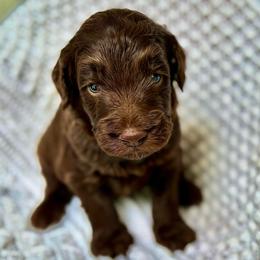 Pot of Gold - Chocolate male Goldendoodle puppy in Stockton, California from Port City Doodles