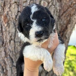 Black bi color - Black and white male Aussiedoodle puppy in Spring Hill, Florida from Pawprint Dreams Boarding and Kennel