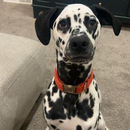 Toby Hua Male - White and black male Dalmatian puppy in Conrath, Wisconsin from JSF Dalmatians LLC