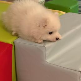 Yellow - White male Japanese Spitz puppy in Madison, Alabama from Cinabell Japenese Spitz