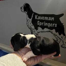 Female- Black white possible tri -  Sugar - Black and white female English Springer Spaniel puppy in Pacific, Washington from Kaveman Springers