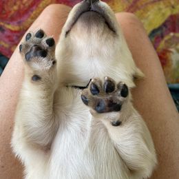 Jack Russell Terrier and Labrador Retriever Puppies from Canine Assist