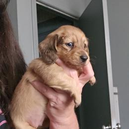 G1 - Cream female Dachshund puppy in Lansing, Michigan from Black Thunder 517 Dachshunds and frenchies