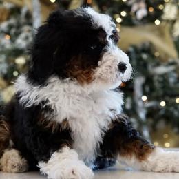 Tri-Color Girl - Tri-color Bernedoodle puppy in Bountiful, Utah from Perfect Pup Doodles