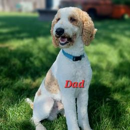 Pip - Poodle