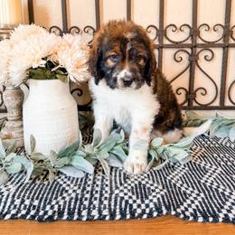 Sage Green - Brown and white female Saint Berdoodle puppy in Beaver, Utah from Rocky Ridge Ranch
