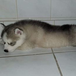 Siberian Husky Puppies from Xk siberians