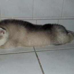 Siberian Husky Puppies from Xk siberians