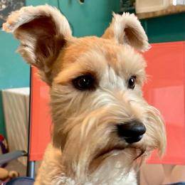 Montana Rose - Miniature Schnauzer