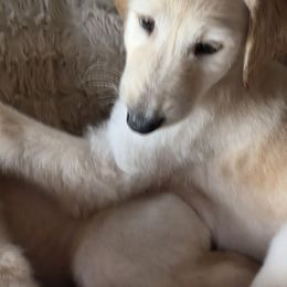 Boy 1 - Cream male Afghan Hound puppy in Watsonville, California from Summerbrook Afghans