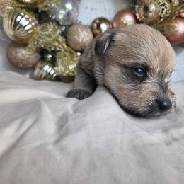 Girl 1 - White female Miniature Schnauzer puppy in Titusville, Florida from Alysha's Grandbabies