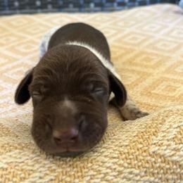 Pink Girl 3 - Liver roan female German Shorthaired Pointer puppy in Liberty, North Carolina from White Barn Kennels LLC