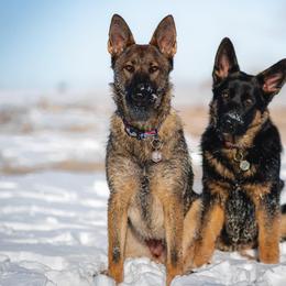 German Shepherds from Williams Haus German Shepherds