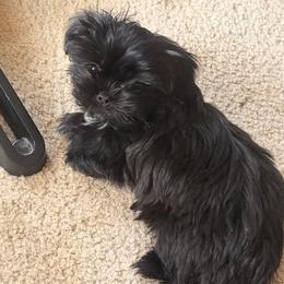 Okoye Midora - Black and white female Shih Tzu puppy in Durham, North Carolina from The 🐾 Tang Clan Chronicle & Nursery