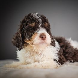 Fleece - Brown and white male Bernedoodle puppy in Caldwell, Idaho from Boise Doodle Co.
