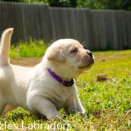 Labrador Retriever Puppies from Puzzles Labradors