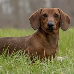 Nutmeg - Red female Dachshund puppy in Crystal, Michigan from Mare-Bella Smoothcoat Edition