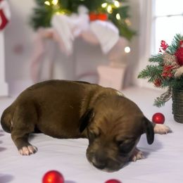 Daisy - Red female Dachshund puppy in Sharon Springs, New York from Show Us The Way Homestead