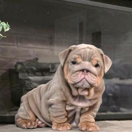 Bulldog Puppies from BangerBullz