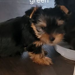Green (Aqua) - Black and tan male Yorkshire Terrier puppy in Chickasha, Oklahoma from SISSYS YORKIES