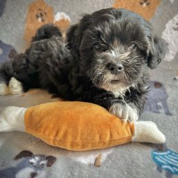 Fio - Black and white male Shihpoo puppy in Seymour, Tennessee from Mel’s Teddy Bear Puppies
