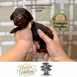 Black Trumpet - Salmon Collar - Chocolate female Goldendoodle puppy in Garland, Texas from Twilight Doodles