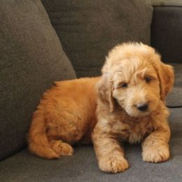 Duke - Gold male Labradoodle puppy in Apache Junction, Arizona from Loving Doodle