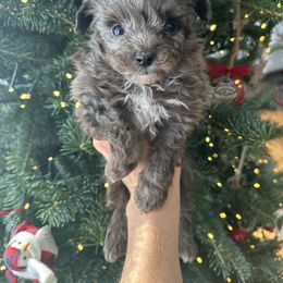 Blaze - Blue merle male Aussiedoodle puppy in Kalamazoo, Michigan from Creekside Ranch